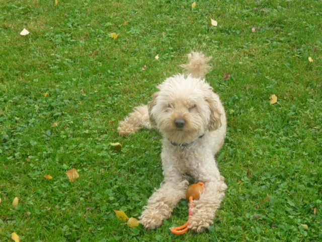 HAPPY tobi 5