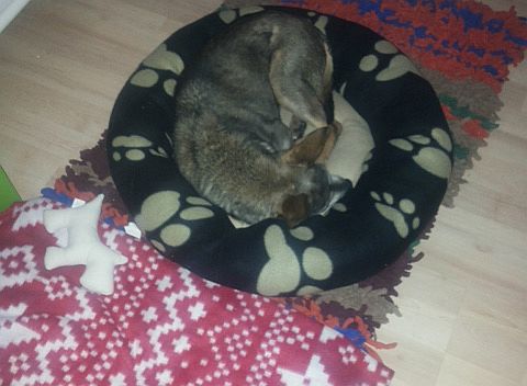 :) Silvi happy schläft